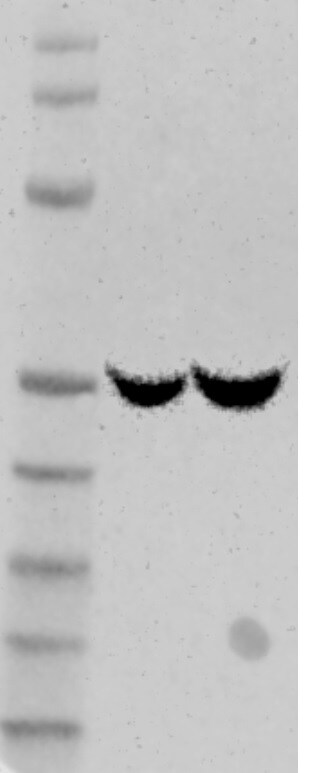 Human/Mouse/Rat Properdin Antibody AF8216