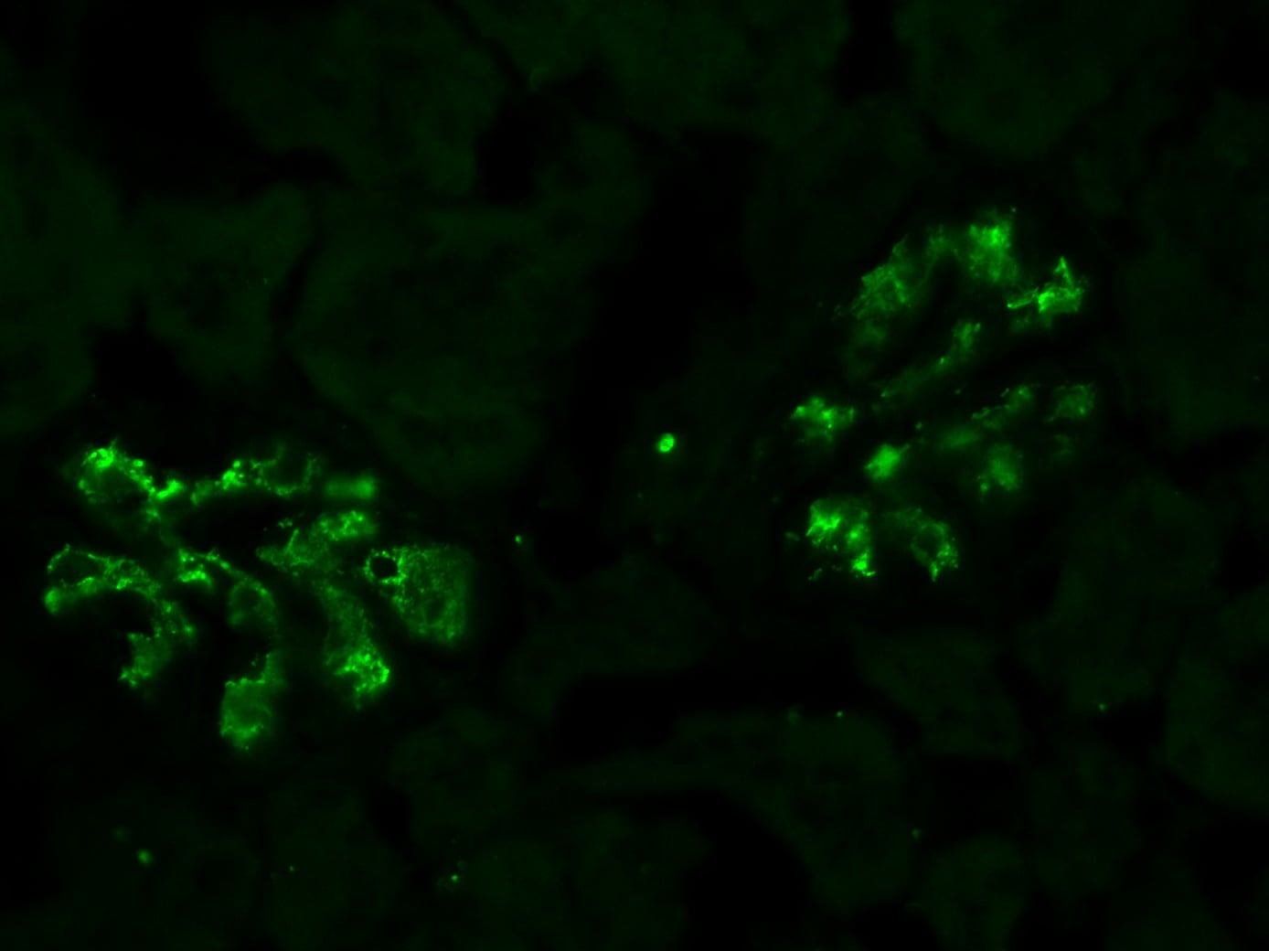 Human/Mouse/Rat Properdin Antibody AF8216