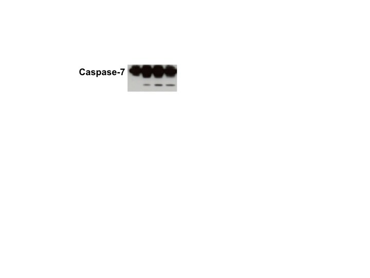 Human/Mouse Caspase‑7 Antibody AF823