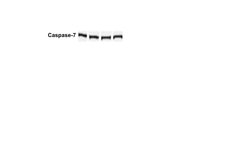 Human/Mouse Caspase‑7 Antibody AF823