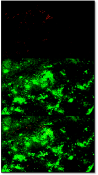 Human/Mouse Active Caspase‑3 Antibody AF835