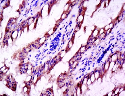 Human/Mouse Active Caspase‑3 Antibody AF835