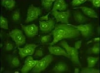 Human/Mouse Active Caspase‑3 Antibody AF835