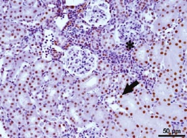 Human/Mouse Active Caspase‑3 Antibody AF835