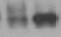 Human PSAP Antibody AF8520
