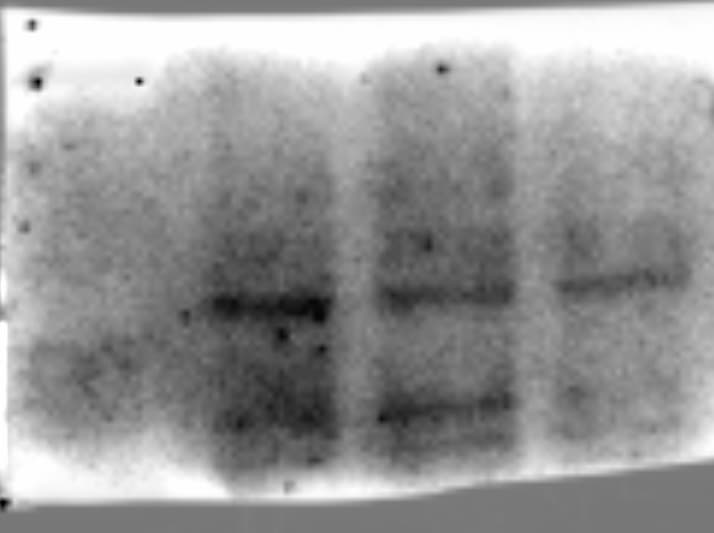 Mouse Axl Antibody AF854