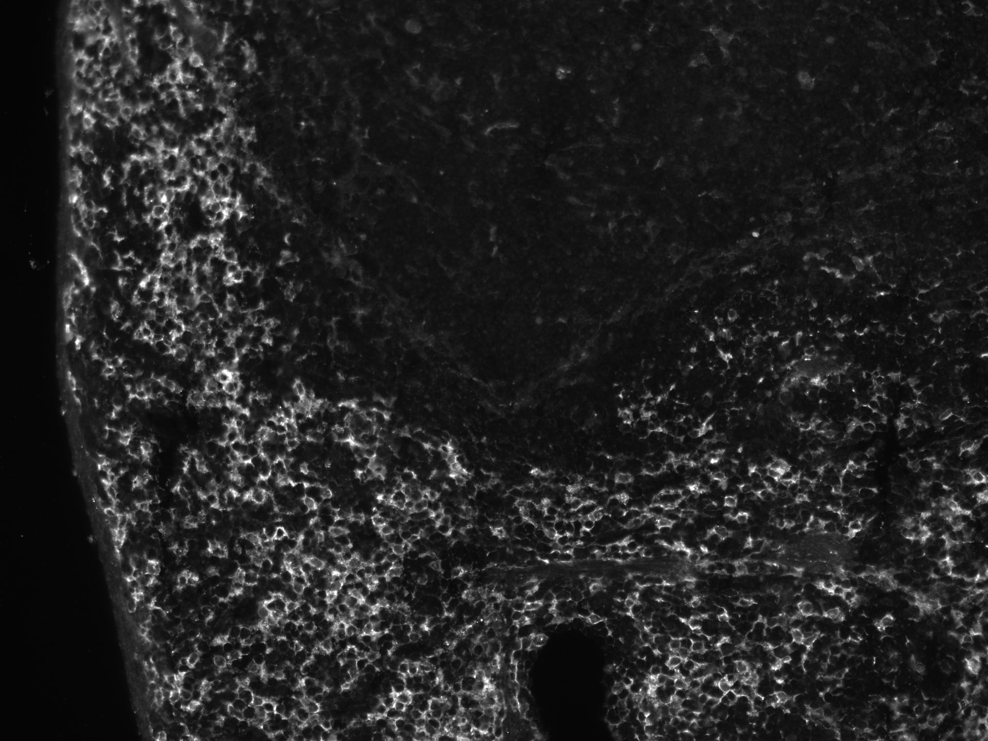 Mouse Axl Antibody AF854