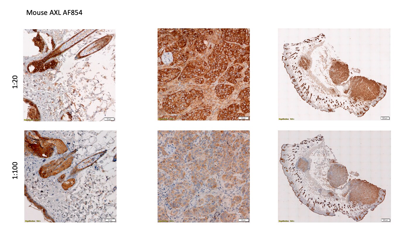 Mouse Axl Antibody AF854