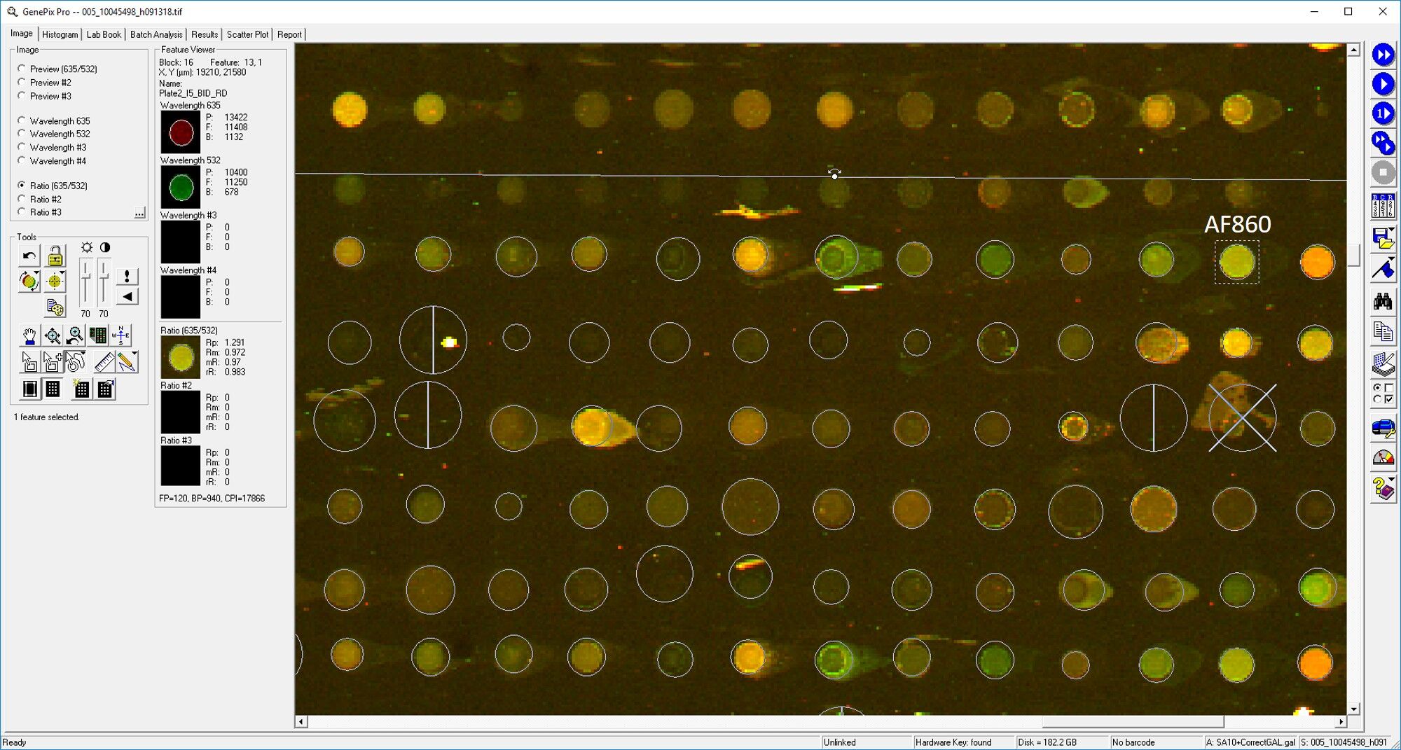 Human/Mouse BID Antibody AF860