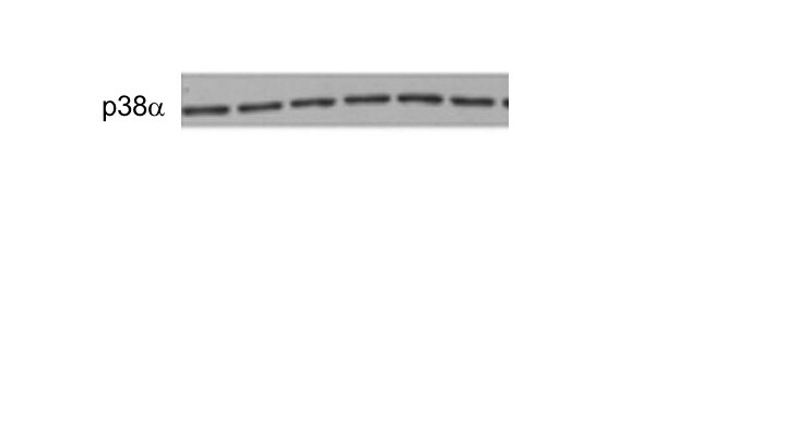 Human/Mouse/Rat p38 alpha  Antibody AF8691