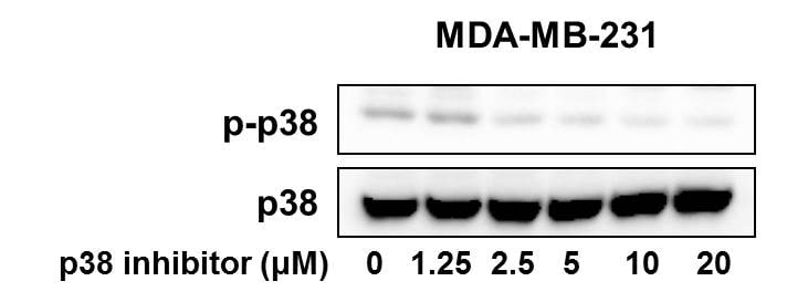 Human/Mouse/Rat p38 alpha  Antibody AF8691