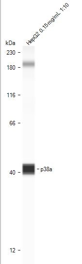 Human/Mouse/Rat p38 alpha  Antibody AF8691