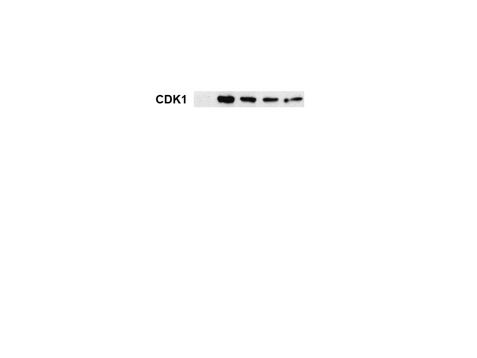 Human/Mouse/Rat Phospho-CDC2/CDK1 (Y15) Antibody AF888