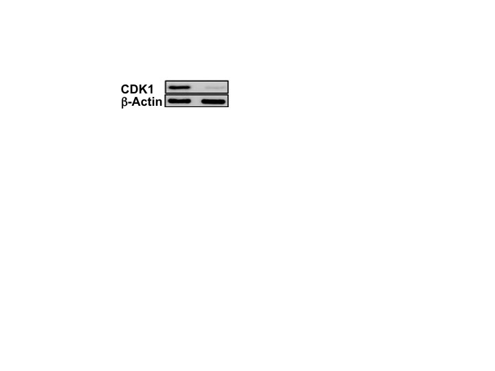 Human/Mouse/Rat Phospho-CDC2/CDK1 (Y15) Antibody AF888