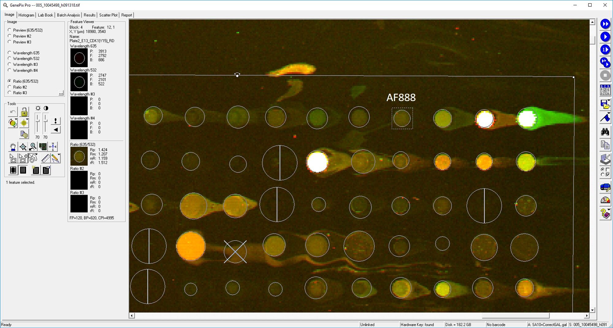 Human/Mouse/Rat Phospho-CDC2/CDK1 (Y15) Antibody AF888