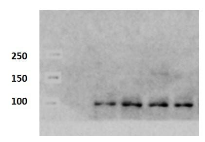 Mouse MMP‑9 Antibody AF909