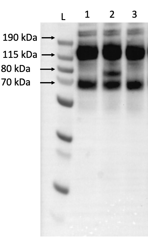 Human/Mouse Angiopoietin‑1 Antibody AF923