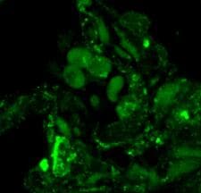 Human/Mouse/Rat/Hamster ACE‑2 Antibody AF933