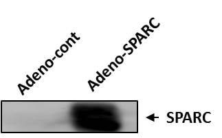 Mouse SPARC Antibody AF942
