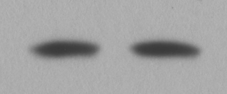 Mouse SPARC Antibody AF942