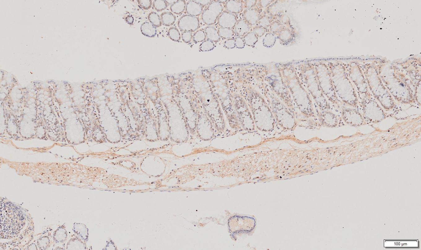 Mouse SPARC Antibody AF942