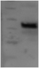 Human Cathepsin B Antibody AF953
