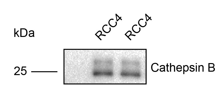 Human Cathepsin B Antibody AF953