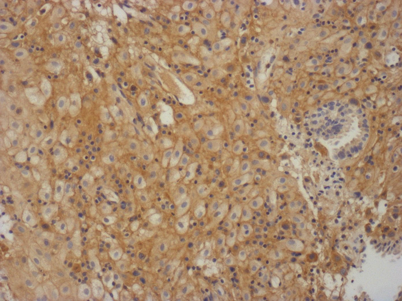 Human/Mouse TIMP‑2 Antibody AF971