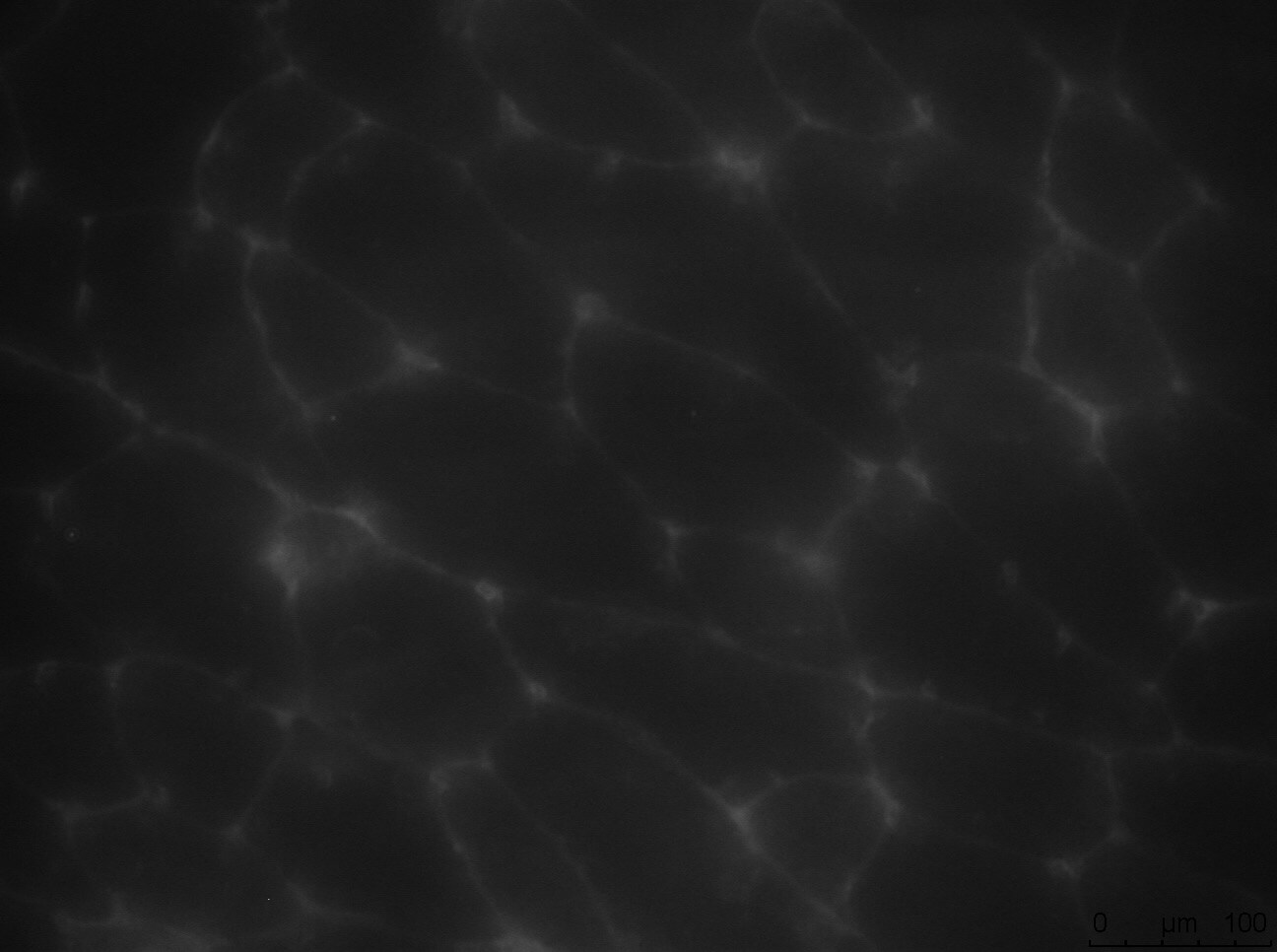 Mouse TIMP‑1 Antibody AF980