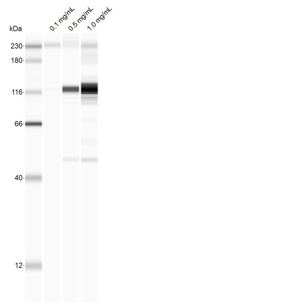 Mouse IL-3R alpha/CD123 Antibody AF983