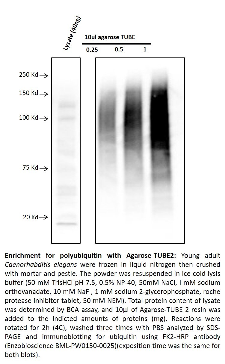 Recombinant Human Ubiquilin 1 Tandem UBA (TUBE2) Agarose, CF AM-130