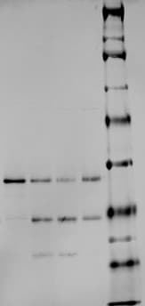 Recombinant Human TDP-43/TARDBP Protein, CF AP-190
