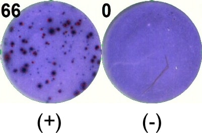 Streptavidin-Alkaline Phosphatase AR001