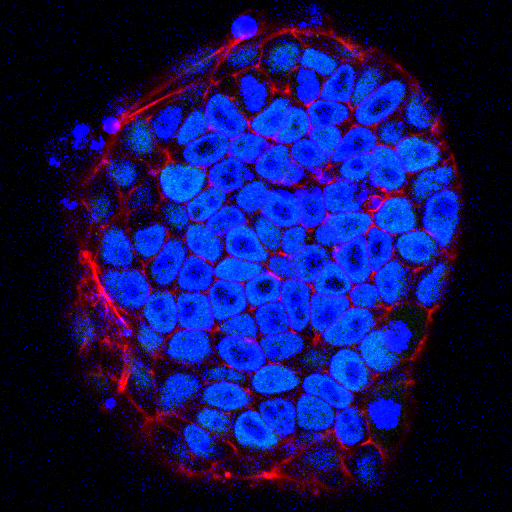 Mouse Embryonic Fibroblast (MEF) Conditioned Media AR005