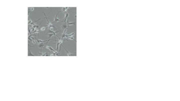 N-2 MAX Media Supplement (100X) AR009