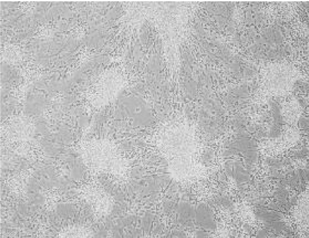 N-2 MAX Media Supplement (100X) AR009