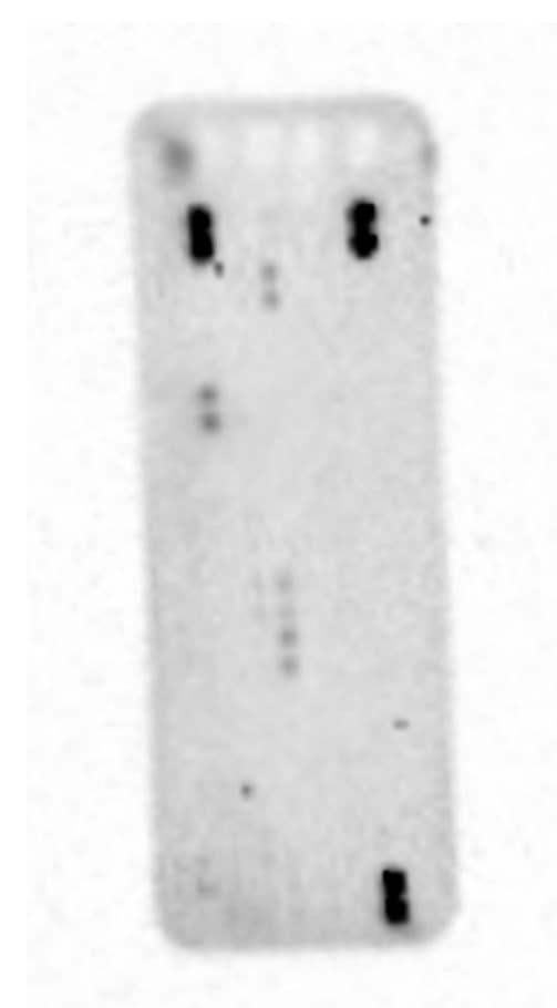 Proteome Profiler Human Phospho-RTK Array Kit ARY001B