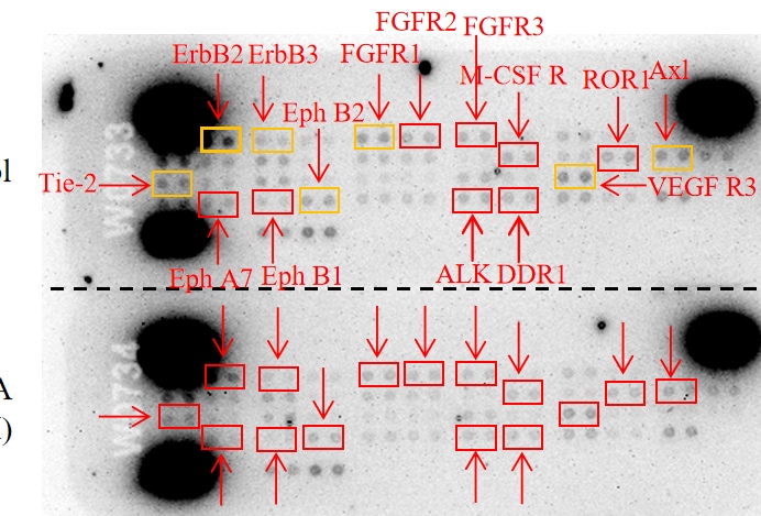 Proteome Profiler Human Phospho-RTK Array Kit ARY001B