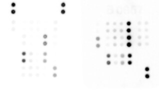Proteome Profiler Human Phospho-Kinase Array Kit ARY003