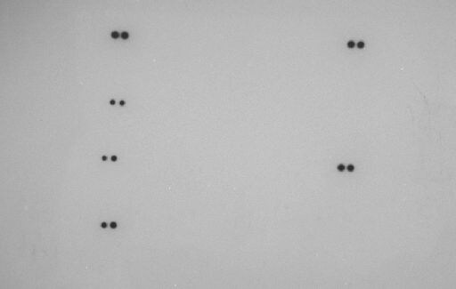 Proteome Profiler Human Phospho-Kinase Array Kit ARY003B