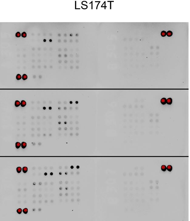 Proteome Profiler Human Phospho-Kinase Array Kit ARY003B
