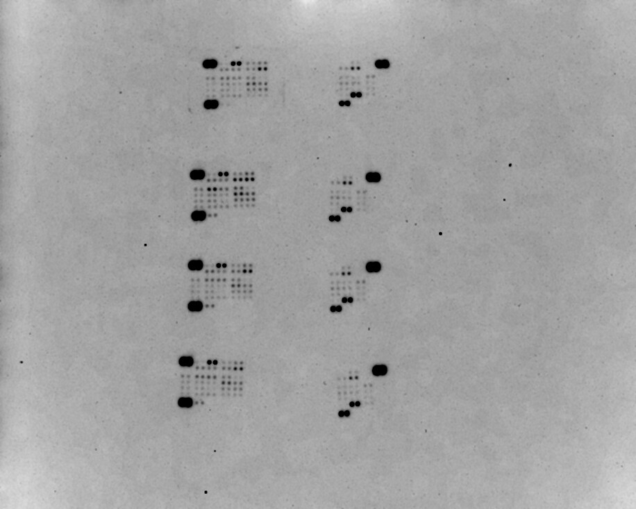 Proteome Profiler Human Phospho-Kinase Array Kit ARY003B