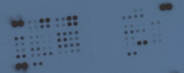 Proteome Profiler Human Phospho-Kinase Array Kit ARY003B