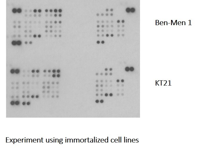 Proteome Profiler Human Phospho-Kinase Array Kit ARY003B