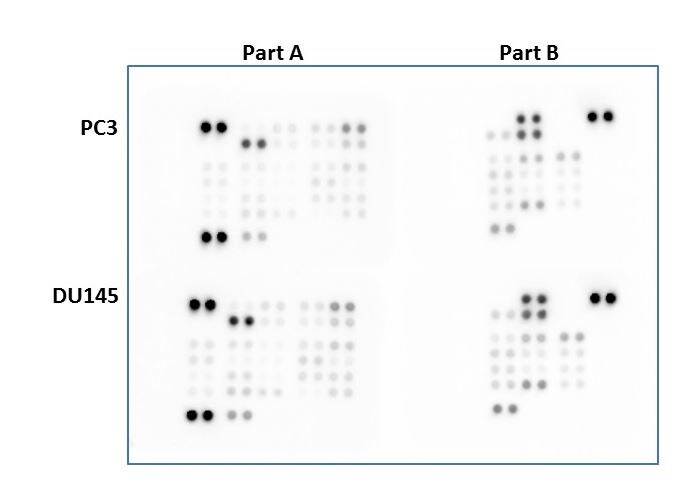 Proteome Profiler Human Phospho-Kinase Array Kit ARY003B