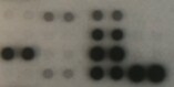 Proteome Profiler Human Phospho-Kinase Array Kit ARY003B