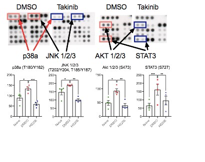 Proteome Profiler Human Phospho-Kinase Array Kit ARY003B