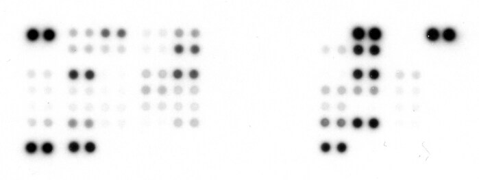 Proteome Profiler Human Phospho-Kinase Array Kit ARY003C