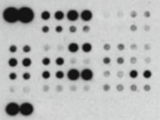 Proteome Profiler Human Phospho-Kinase Array Kit ARY003C