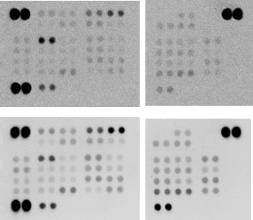 Proteome Profiler Human Phospho-Kinase Array Kit ARY003C